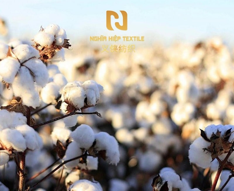 Nguồn gốc vải cotton